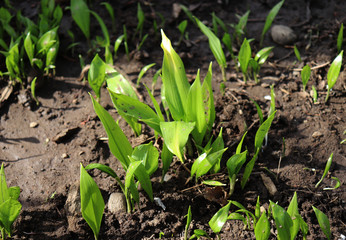 Young leaves of Ramsons, Allium ursinum,in early spring, allium ursinum is a bulbous, perennial herbaceous monocot, that reproduces primarily by seed.
