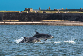 Team Of Bottlenose Dolphin Jumping In The Moray Firth In Front Of Fort George Near Inverness In Scotland © grafxart