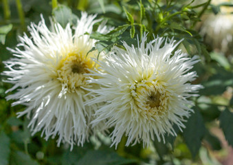 beautiful flowers in nature in the botanical garden