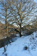 Trees in winter landscape