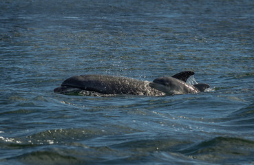 Mother And Newborn Baby Bottlenose Dolphin During A Salmon Hunting Lesson At The Moray Firth Near Inverness In Scotland