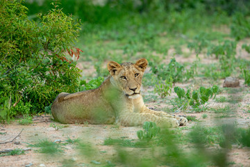 A young lion resting after playing with its siblings