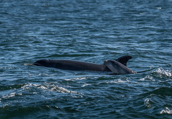 Mother And Newborn Baby Bottlenose Dolphin During A Salmon Hunting Lesson At The Moray Firth Near...