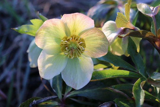Helleborus in organic garden.Despite names such as winter rose, Christmas rose and Lenten rose hellebores are not closely related to the rose family Rosaceae.Many hellebore species are poisonous.