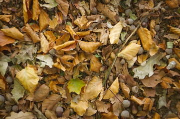 Colorful autumn leaves background