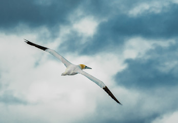 Elegant Gannet Flies Over Blue Sky With Widespread Wings 