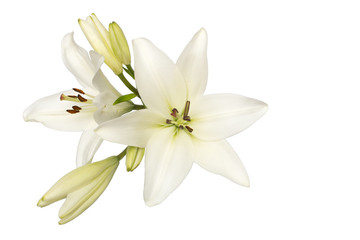 Obraz na płótnie Canvas white lily isolate without shadows top view