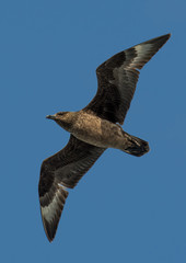Jaeger Seagull With Widespread Wings Flies Over Sky In Scotland