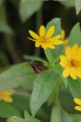 insect and yellow flower