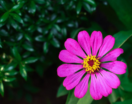 Blooming flowers with green foliage background