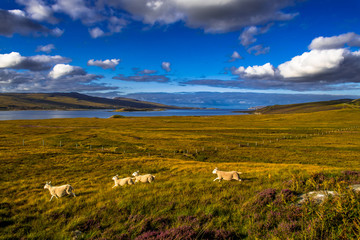 Landscape With Flock Of Sheep At The Coast Of Loch Eriboll Near Durness In Scotland