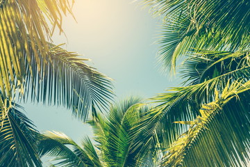 Fototapeta na wymiar Coconut Palm tree