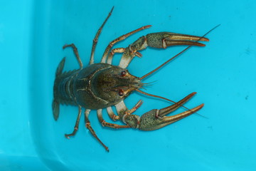lobster on black background