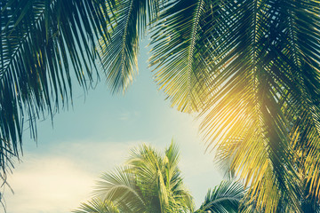Fototapeta na wymiar Coconut Palm tree