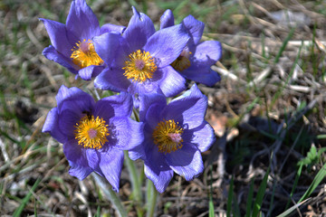 Lilac snowdrop. Sleep grass. Early spring flower in the field. Easter holiday concept