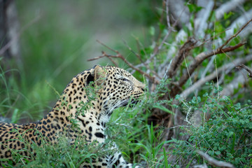 A young male leopard stalking some prey in the bush
