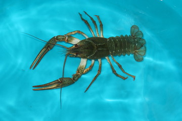 lobster on black background