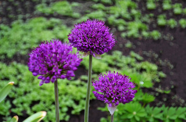 Early spring flower in the field. Easter holiday concept