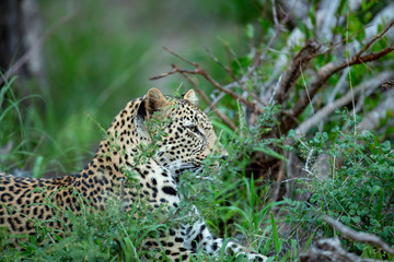 A young male leopard sitting camouflaged