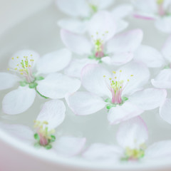 Naklejka na ściany i meble White flowers floating in water