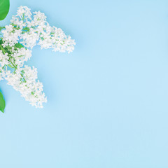 Blue background with white lilac flowers