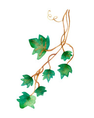 Watercolor painting of green ivy leaves isolated on a white background. Watercolor hand painted illustration. Green pattern of climbing branches and green leaves ,Wallpaper or textile illustration of 