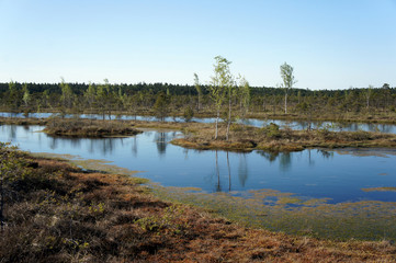 The Great Kemeri Bog.Kemeri National Park.Latvia.