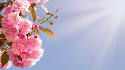 Spring time. Blooming pink branches on background the blue sky.