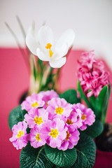 Spring flowers in pots, isolated on pink background 