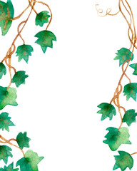 Fototapeta premium Watercolor painting of green ivy leaves isolated on a white background. Watercolor hand painted illustration. Green pattern of climbing branches and green leaves ,Wallpaper or textile illustration of 