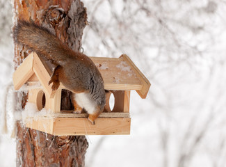 Squirrel on a tree with a nut in winter.