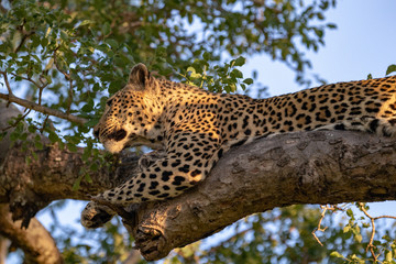 A leopard in the branches of a Marula tree on a safari