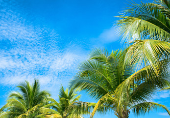Fototapeta na wymiar Coconut Palm tree with blue sky.