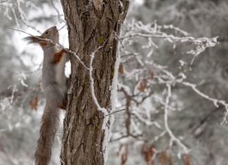 Squirrel on a tree with a nut in winter.