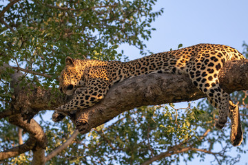 Fototapeta na wymiar A female leopard sleeping in the branches of a marula tree on a safari