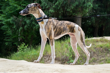 A dog of the whippet breed in a park on nature against a trees background in a summer sunny day