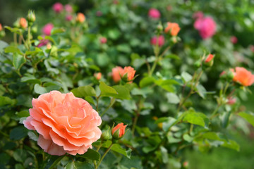 Garten 842