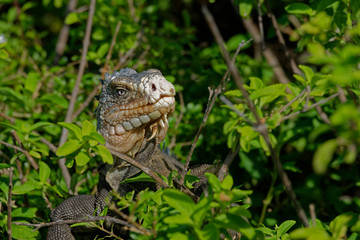 Iguane des petites Antilles (iguana delicatissima)