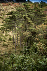 Japanese & European Autumn Landscape