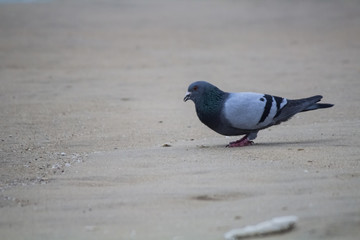pigeon in the snow