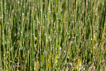 Abstract textural background from green decorative bamboo steams
