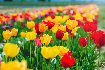 Fotobehang Kleurrijk bloeiend tulpenveld in de lenteachtergrond © Olena Bloshchynska