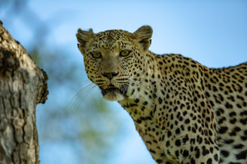 An old female leopard staring into the camera