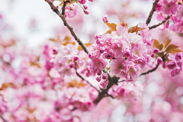 Beautiful pink sakura flower bloom spring background