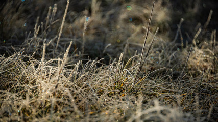 Wonderful Frozen Grass at Dawn
