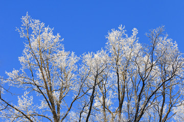 Fototapeta premium Covered frost on tree branches.