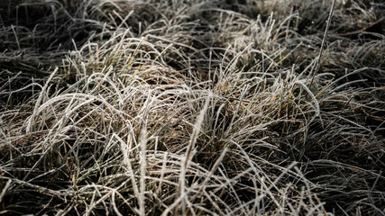 Wonderful Frozen Grass at Dawn