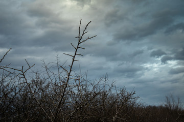 Dry branches with very dark clouds in the background