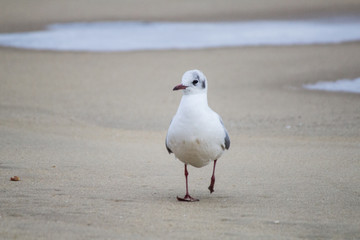 seagull on the beach