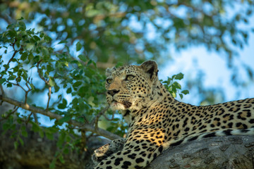 A leopard staring off into the distance.